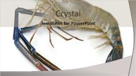  Presentation with prawn - Colorful slide set enhanced with fresh-giant-river-prawn-isolated backdrop and a coral colored foreground