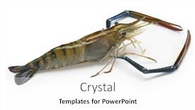  Presentation with prawn - Slide deck enhanced with fresh-giant-river-prawn-isolated background and a white colored foreground