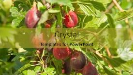  Presentation with gooseberry - PPT theme consisting of fresh-gooseberry-on-a-branch background and a gold colored foreground
