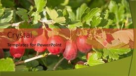  Presentation with gooseberry - Theme having fresh-gooseberry-on-a-branch background and a red colored foreground