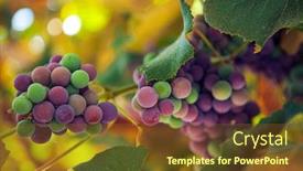  Presentation with vine - PPT layouts featuring grapes on the vine branches background and a tawny brown colored foreground
