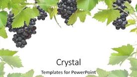 Presentation with grapevine - Beautiful PPT theme featuring fresh grapevine frame with black backdrop and a white colored foreground