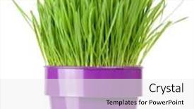  Presentation with metallic - PPT theme enhanced with fresh grass growing in metallic flower pot background and a white colored foreground