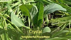  Presentation with mulch - PPT layouts having fresh grass mulch for keep background and a  colored foreground