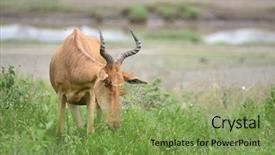  Presentation with savannah - PPT theme featuring fresh grass of savannah background and a seafoam green colored foreground