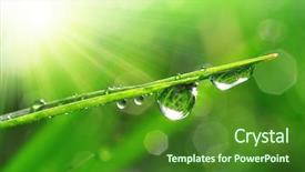  Presentation with leaf water drops fresh - Slide set featuring fresh grass with dew drops background and a forest green colored foreground