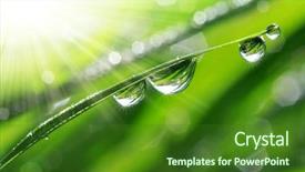  Presentation with dew - Beautiful presentation theme featuring fresh grass with dew drops backdrop and a forest green colored foreground