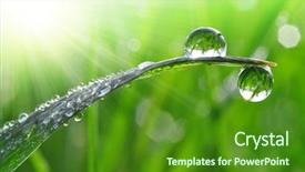  Presentation with dew - Slide set enhanced with fresh grass with dew drops background and a forest green colored foreground
