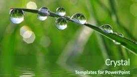 Presentation with dew - Amazing slide set having fresh grass with dew drops backdrop and a forest green colored foreground