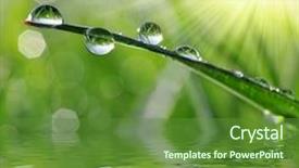  Presentation with leaf water drops fresh - Theme having fresh grass with dew drops background and a tawny brown colored foreground