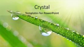  Presentation with dew - PPT theme enhanced with fresh grass with dew drops background and a blonde colored foreground