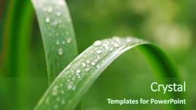  Presentation with dew - Beautiful slides featuring fresh grass with dew drops backdrop and a  colored foreground