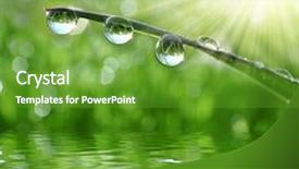  Presentation with water rain drop hanging on a fresh green leaf - PPT theme with fresh grass with dew drops background and a tawny brown colored foreground