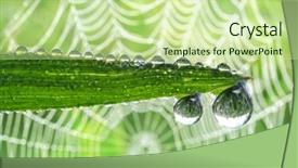  Presentation with dew - Beautiful presentation design featuring fresh grass with dew drops backdrop and a soft green colored foreground