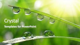  Presentation with beautiful fresh leaves water drops - Cool new presentation theme with fresh grass with dew drops backdrop and a tawny brown colored foreground