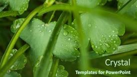  Presentation with dew - PPT theme featuring fresh-grass-with-dew-drops background and a tawny brown colored foreground