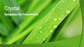  Presentation with dew drop - Theme featuring fresh grass with dew drops background and a  colored foreground