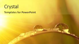  Presentation with dew - Amazing PPT theme having fresh grass with dew drops backdrop and a yellow colored foreground