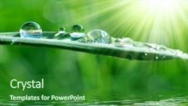  Presentation with dew - Amazing slides having fresh-grass-with-dew-drops backdrop and a forest green colored foreground