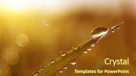  Presentation with dew - PPT theme enhanced with fresh grass with dew drops background and a tawny brown colored foreground