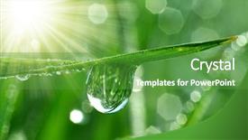  Presentation with dew - Slides featuring fresh grass with dew drops background and a tawny brown colored foreground