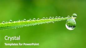 Presentation with leaf water drops fresh - PPT layouts featuring fresh grass with dew drops background and a shamrock green colored foreground