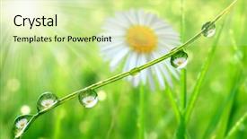  Presentation with dew - Audience pleasing slides consisting of fresh grass with dew drops backdrop and a soft green colored foreground