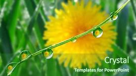  Presentation with leaf water drops fresh - Beautiful PPT layouts featuring fresh grass with dew drops backdrop and a  colored foreground