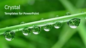  Presentation with dew - Slides featuring fresh grass with dew drops background and a  colored foreground