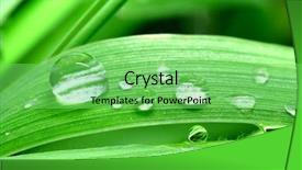  Presentation with leaf water drops fresh - Presentation having fresh grass with dew drops background and a seafoam green colored foreground