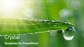  Presentation with dew - Colorful presentation design enhanced with fresh grass with dew drops backdrop and a forest green colored foreground