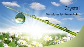  Presentation with dew - PPT theme having fresh grass with dew drops background and a light blue colored foreground