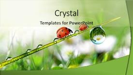  Presentation with dew - Presentation theme with fresh grass with dew drops background and a soft green colored foreground