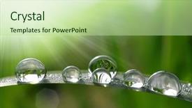  Presentation with leaf water drops fresh - PPT theme with fresh grass with dew drops background and a mint green colored foreground