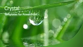  Presentation with leaf water drops fresh - Amazing PPT theme having fresh grass with dew drops backdrop and a forest green colored foreground