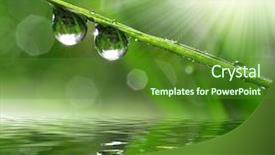  Presentation with leaf water drops fresh - PPT theme having fresh grass with dew drops background and a tawny brown colored foreground