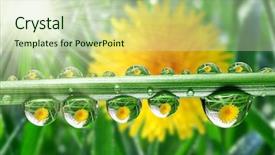  Presentation with dew - Slides with fresh grass with dew drops background and a soft green colored foreground