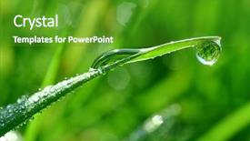  Presentation with dew drop - PPT layouts consisting of fresh grass with dew drops background and a tawny brown colored foreground