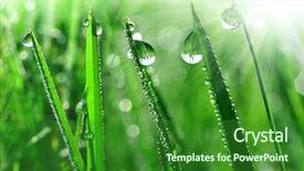  Presentation with dew - Cool new theme with fresh grass with dew drops backdrop and a forest green colored foreground