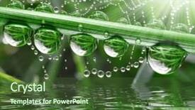 Presentation with dew - Audience pleasing theme consisting of fresh grass with dew drops backdrop and a tawny brown colored foreground