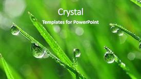  Presentation with dew - Audience pleasing PPT theme consisting of fresh grass with dew drops backdrop and a shamrock green colored foreground