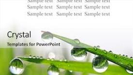  Presentation with leaf water drops fresh - Beautiful slide deck featuring empty wicker sunbeds on tropica beach with tall coconut palms in background and one new spring in front note soft focus at 100 best at smaller sizes backdrop and a arctic colored foreground