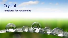  Presentation with leaf water drops fresh - Beautiful theme featuring fresh grass with dew drops backdrop and a light blue colored foreground