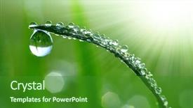  Presentation with leaf water drops fresh - Audience pleasing presentation consisting of fresh grass with dew drops backdrop and a forest green colored foreground