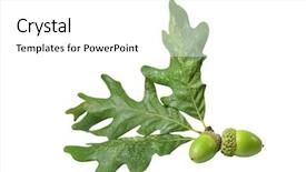  Presentation with oak - Presentation design having fresh green acorn and three oak leaves isolated on white background background and a white colored foreground