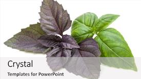  Presentation with sweet basil - PPT theme consisting of fresh green and red background and a light gray colored foreground