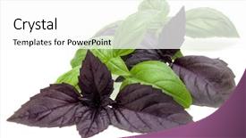  Presentation with sweet basil - Theme having fresh green and red basil background and a white colored foreground