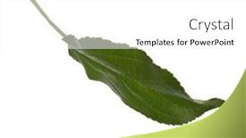  Presentation with green apple - Presentation having fresh-green-apple-leaf-isolated background and a white colored foreground