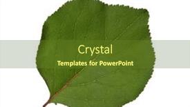  Presentation with apricot - Slide deck enhanced with fresh-green-apricot-leaf-isolated background and a tawny brown colored foreground