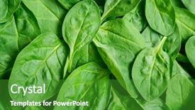  Presentation with green leaves - Presentation theme consisting of fresh green baby spinach leaves background and a shamrock green colored foreground